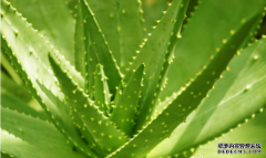 aloe ferox«