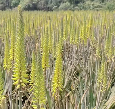 «ʲôͷ