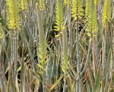 «