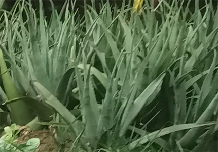 芦荟对抗肠道问题,缓解便秘与改善消化的秘密