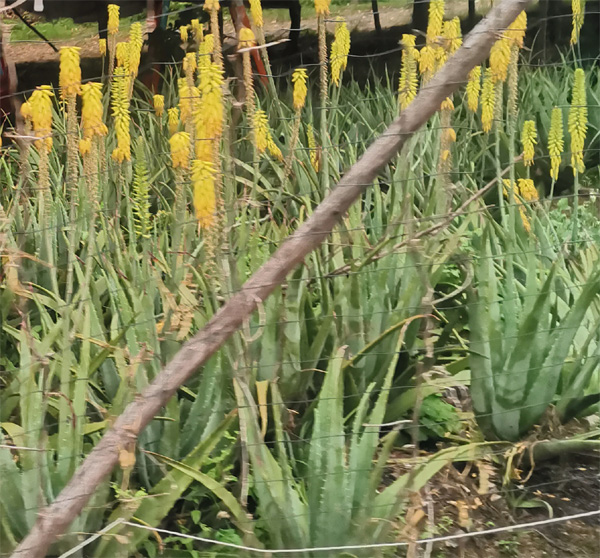 «